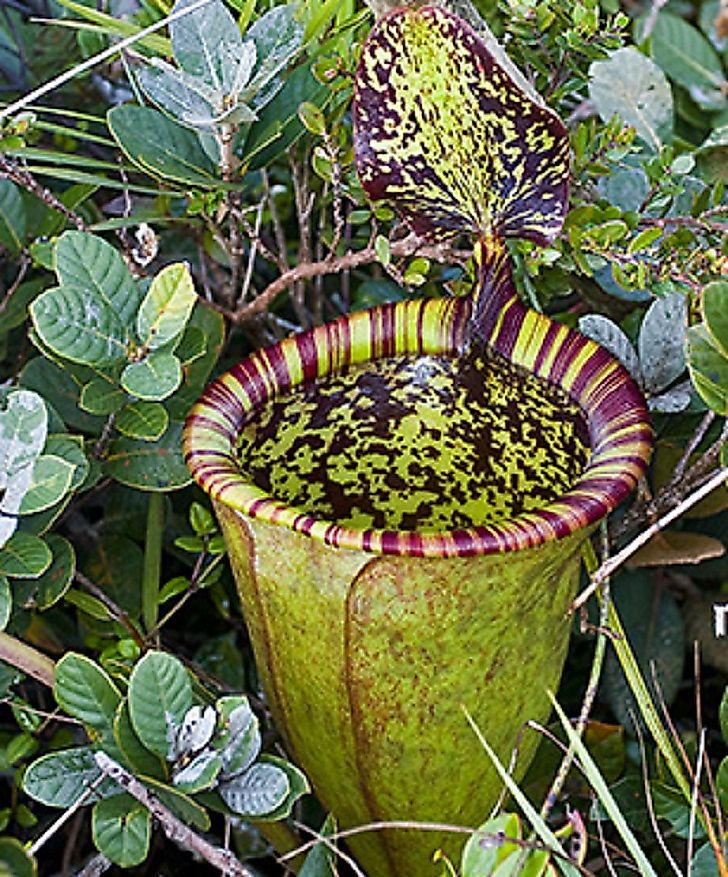 #9 Attenborough's Pitcher Plant