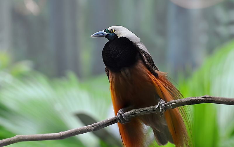 #10 Greater bird-of-paradise