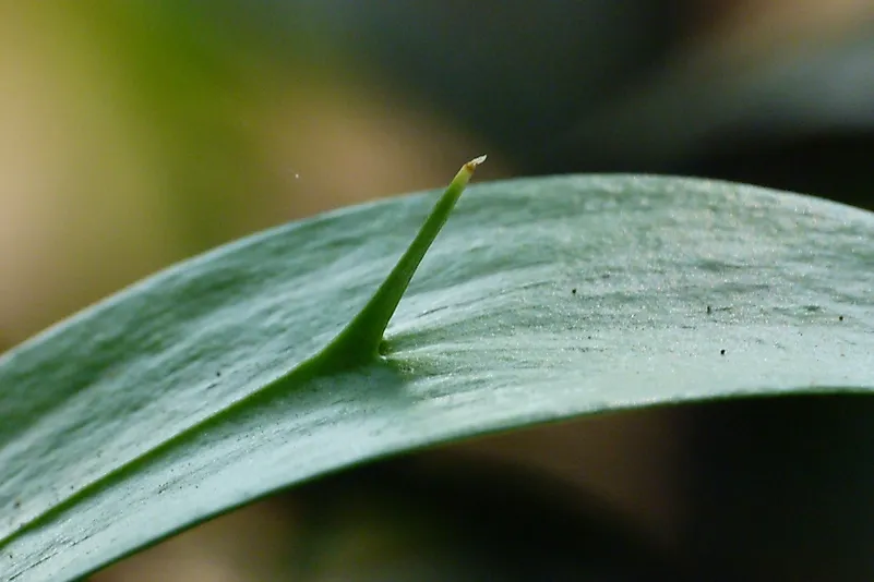 Phylloclade/cladode of Ruscus sp. showing the spine formed by the stem axis. Image credit: L. Shyamal/Wikimedia.org Phylloclade/cladode of Ruscus sp. showing the spine formed by the stem axis. Image credit: L. Shyamal/Wikimedia.org