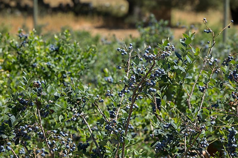 #6 California - 53.4 Million Pounds of Blueberries Produced