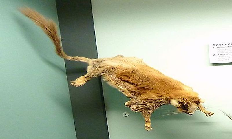 #5 Scaly-tailed Flying Squirrels -