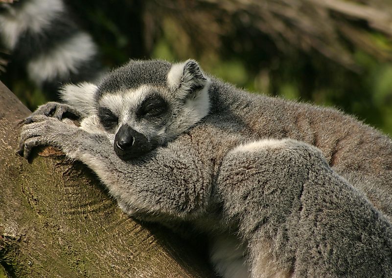 #5 Lemur