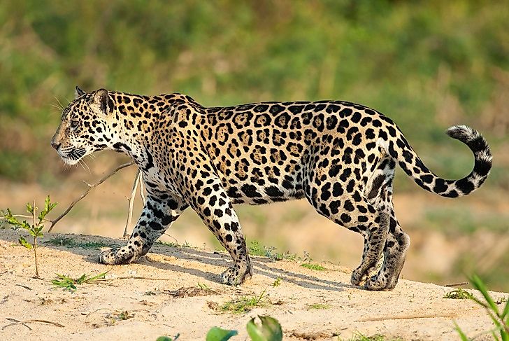 #9 Jaguar