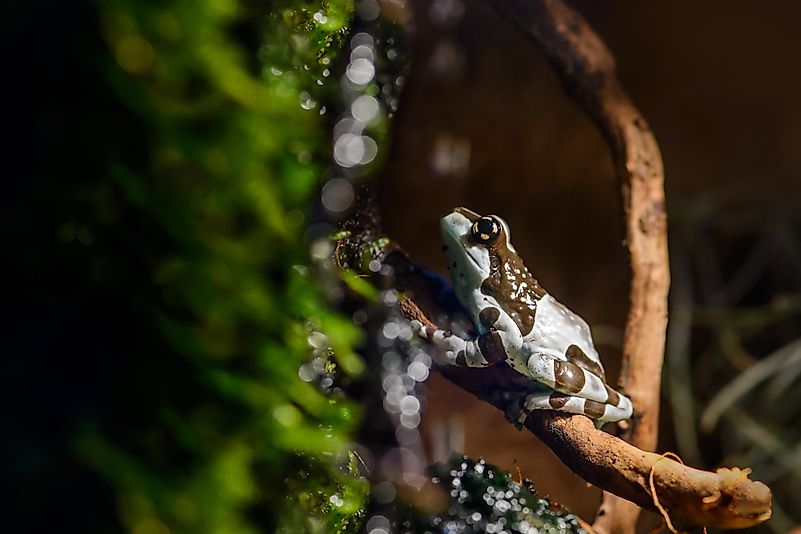 The Amazon milk frog likes to feed during nighttime, and they belong to the group of nocturnal carnivores. The Amazon milk frog likes to feed during nighttime, and they belong to the group of nocturnal carnivores.