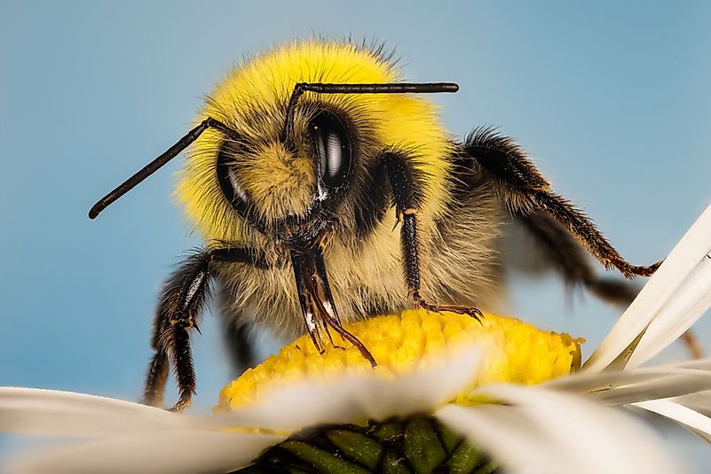 White-tailed bumblebee