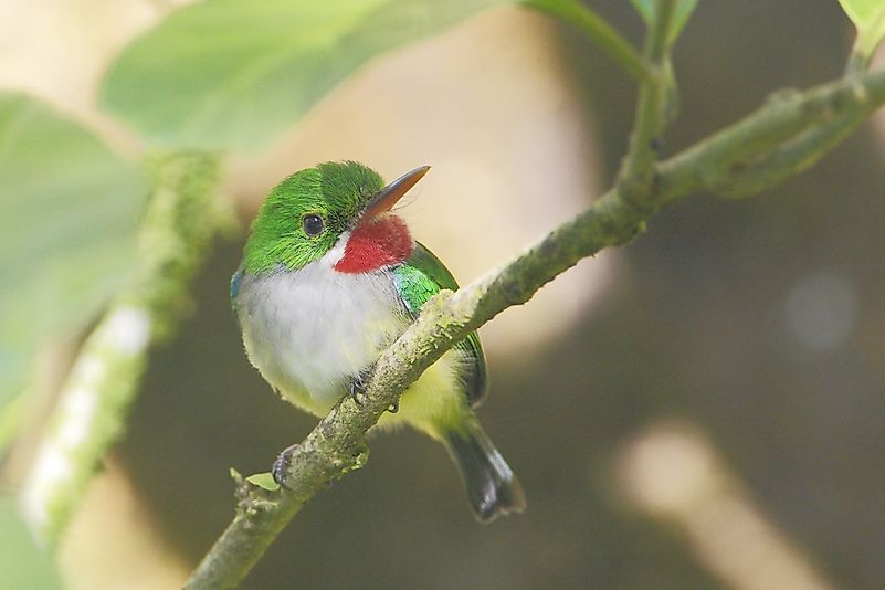 #8 Puerto Rican Tody