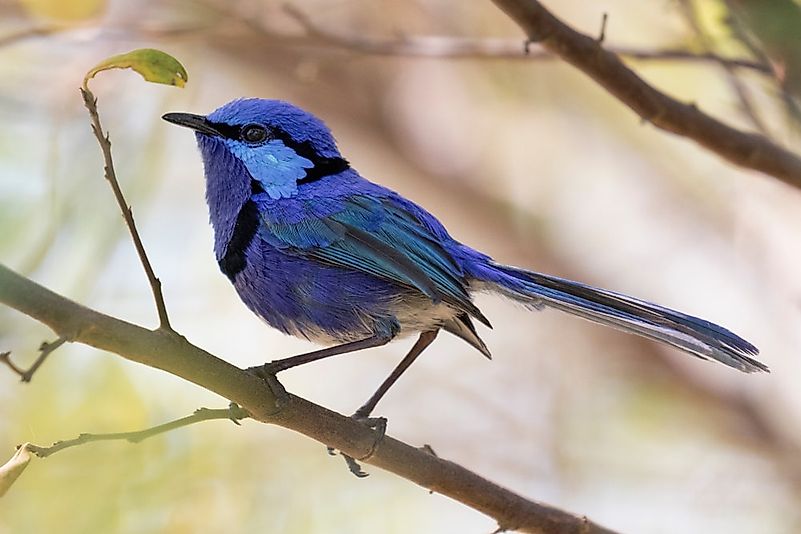 #8 Splendid Fairy Wren