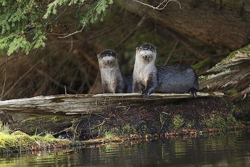 #6 Northern River Otter
