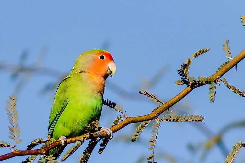 #4 Peach-faced Lovebird