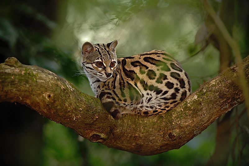 #2 Margay