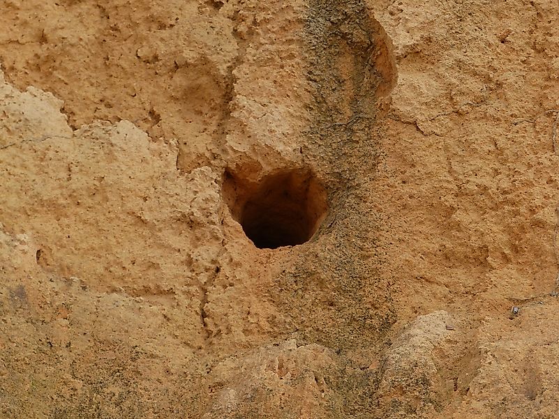 The nest of a burrowing owl.