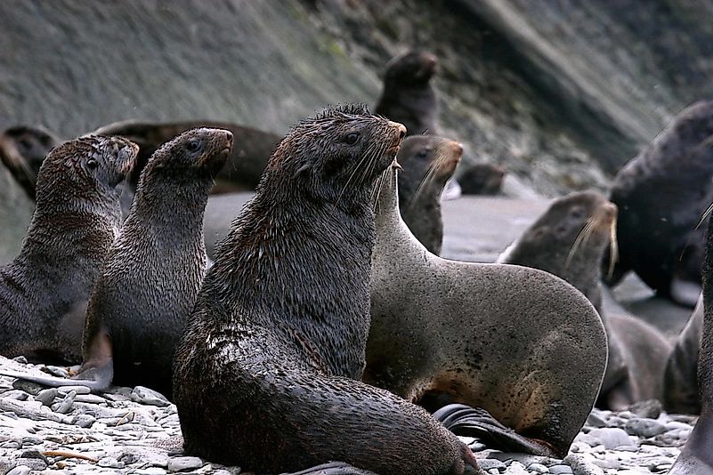 #9 Northern Fur Seal