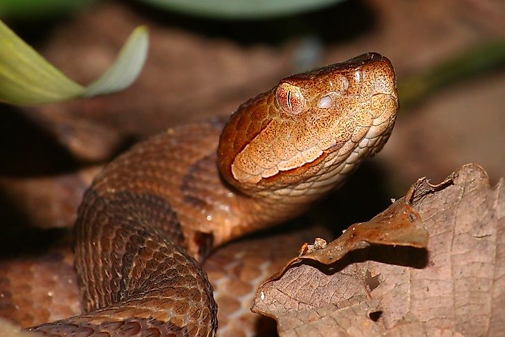 #2 Copperhead