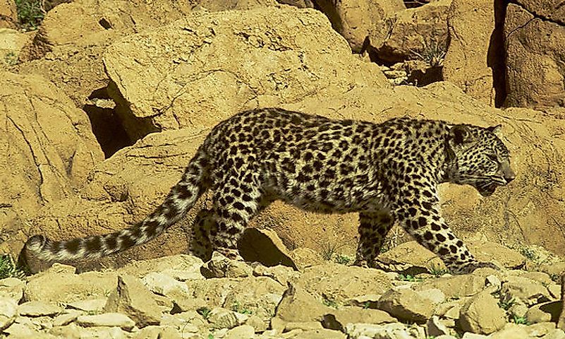 #3 Arabian Leopard -