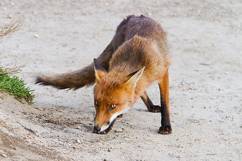 #1 Red Fox (Vulpes vulpes)