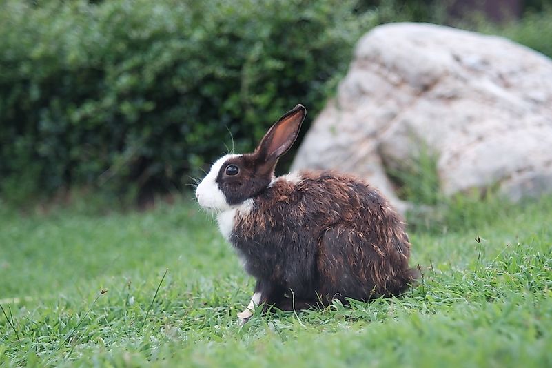 #6 Rabbits (Oryctolagus cuniculus)