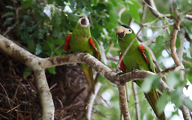 #17 Red-Shouldered Macaw
