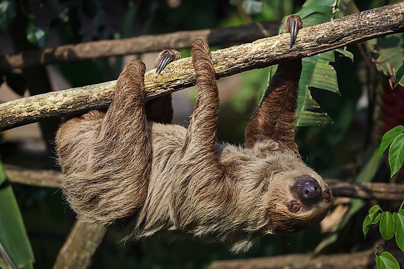 #2 Sloth