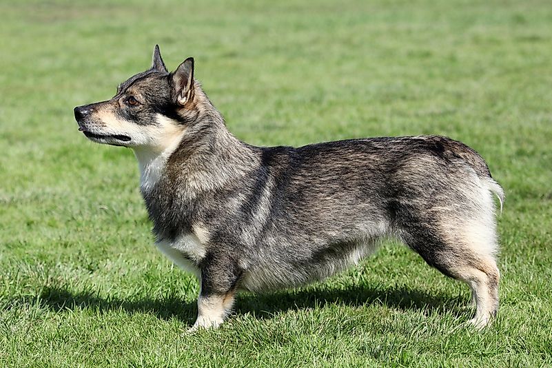 A Swedish vallhund. A Swedish vallhund.