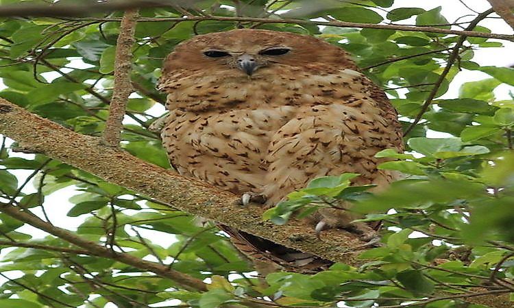 #2 Pel’s Fishing-Owl -