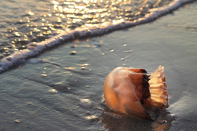 #5 Cannonball jellyfish