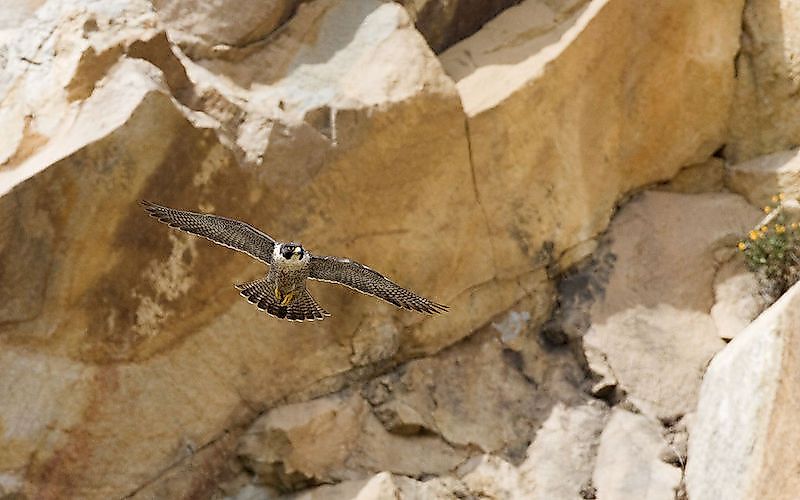 #1 Peregrine Falcon
