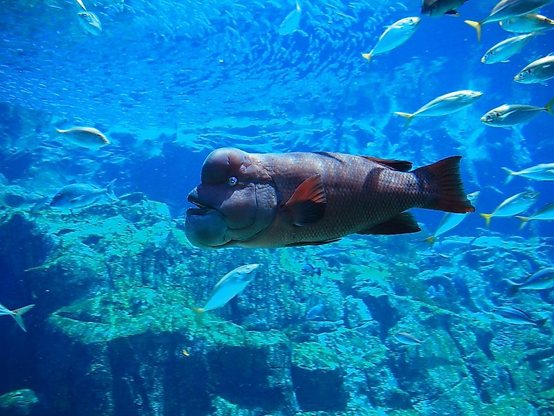 #8 Asian Sheepshead Wrasse