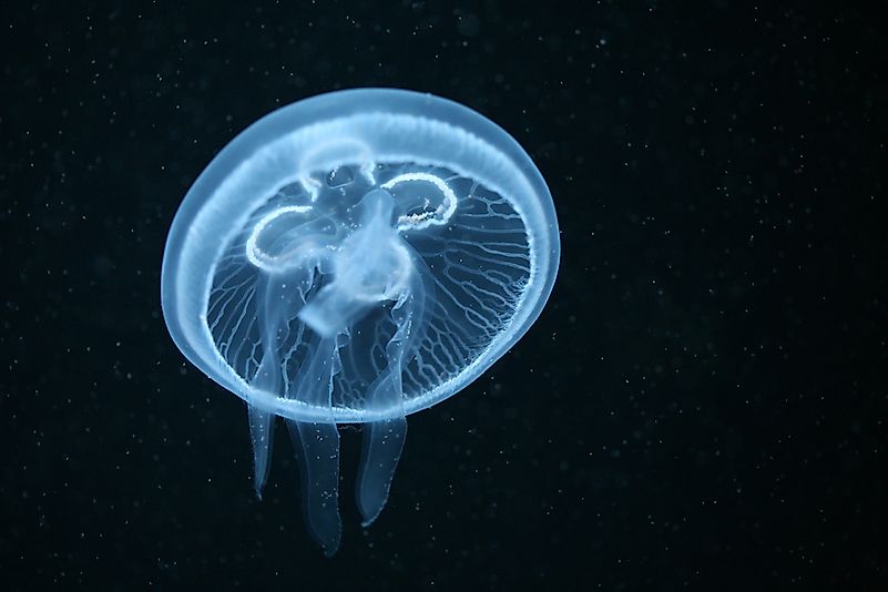 #4 Moon jellyfish