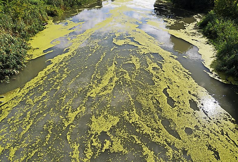 The algae bloom is another result of the pollution of the Ohio River. The algae bloom is another result of the pollution of the Ohio River.