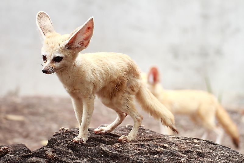 #1 Fennec