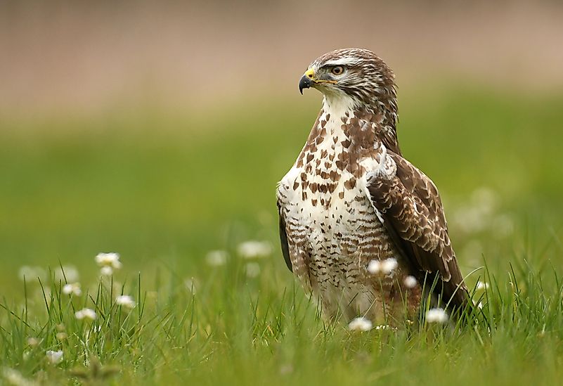 #4 Buzzards