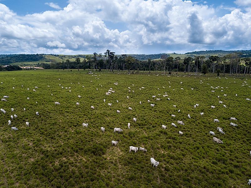 Many rainforests have been burnt down to make way for animal agriculture. Many rainforests have been burnt down to make way for animal agriculture.