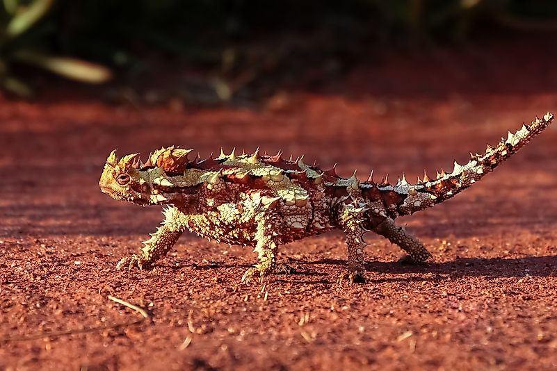 #5 Thorny dragon