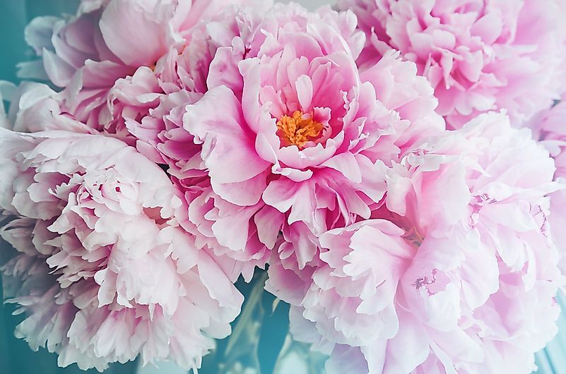 Peony. Peony.