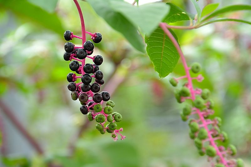 American pokeweed. American pokeweed.