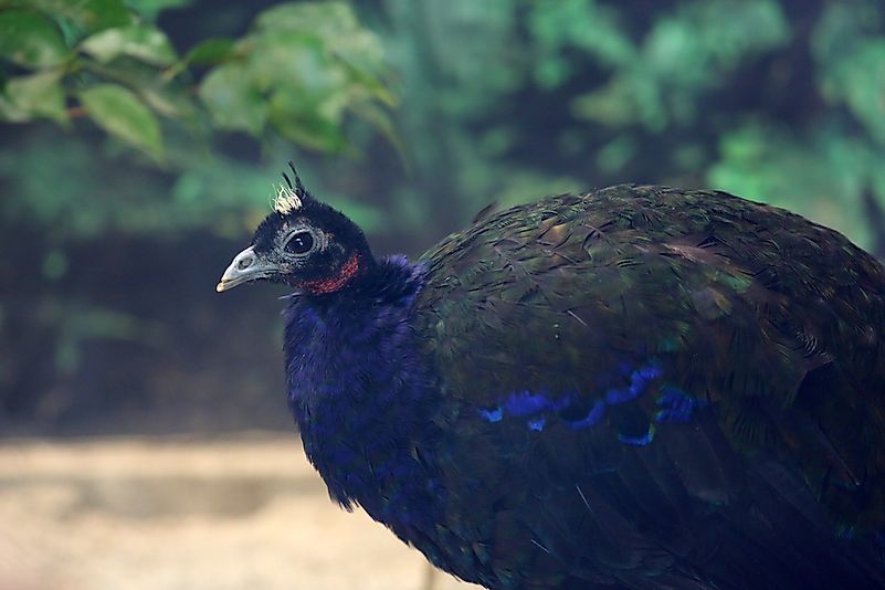 #1 Congo Peafowl