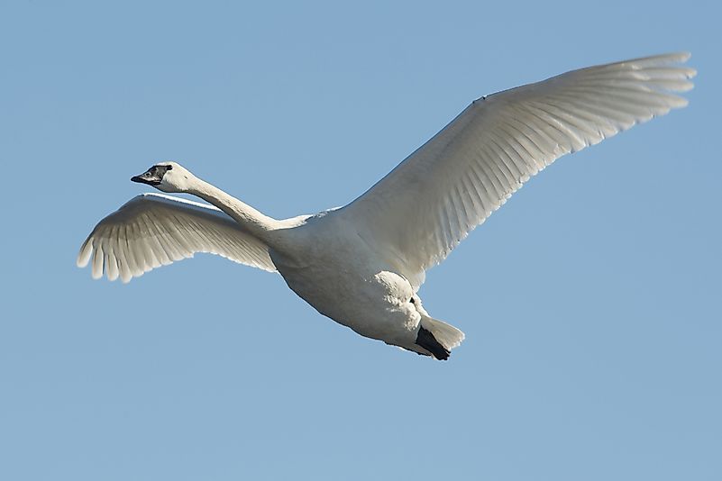 A trumpeter swan in flight. A trumpeter swan in flight.
