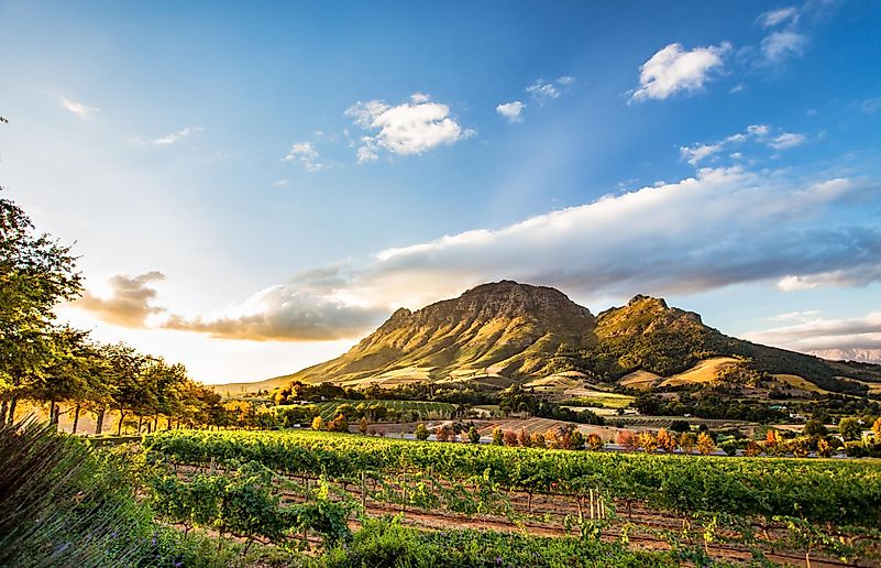 #12 Aquarius (January 20th - February 18th): South Africa