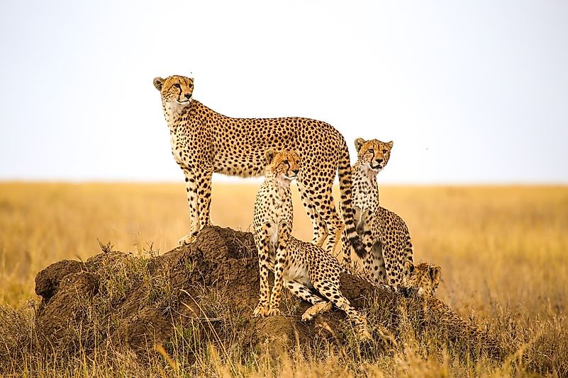#1 Cheetah