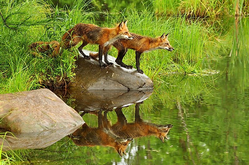 #1 Red Fox