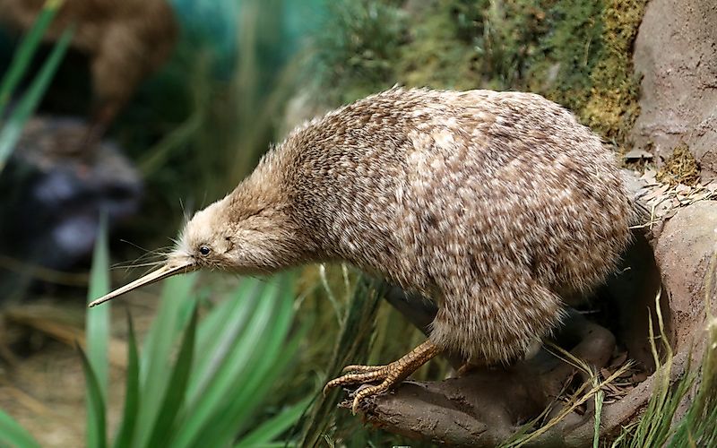 #2 Little Spotted Kiwi