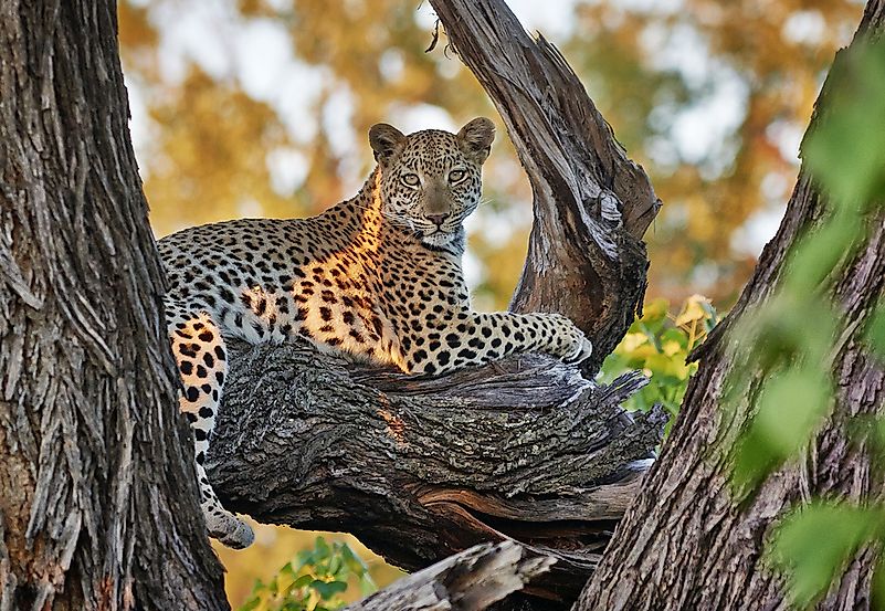 #5 African Leopard