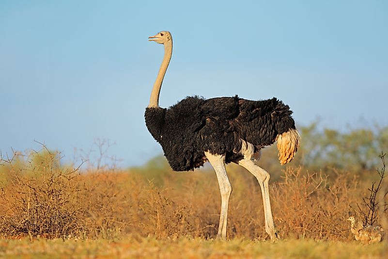 #10 Ostrich