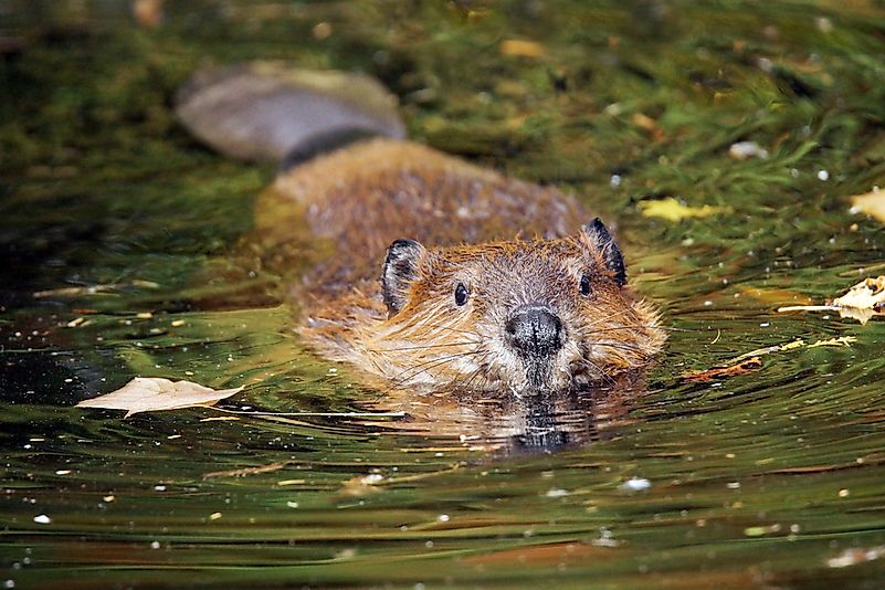 #5 Beaver