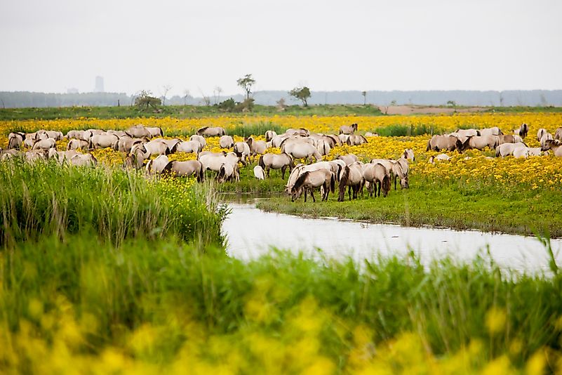 #10 Oostvaardersplassen