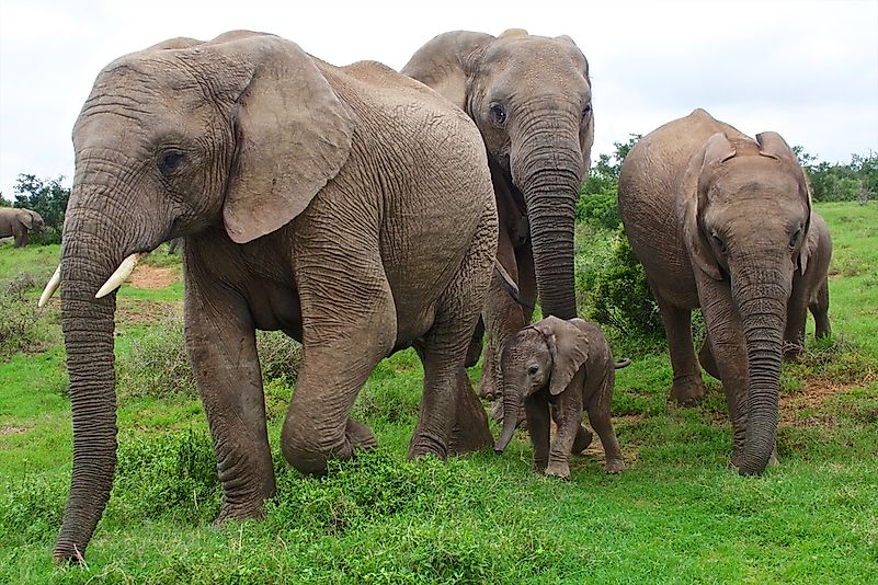 #1 Elephants