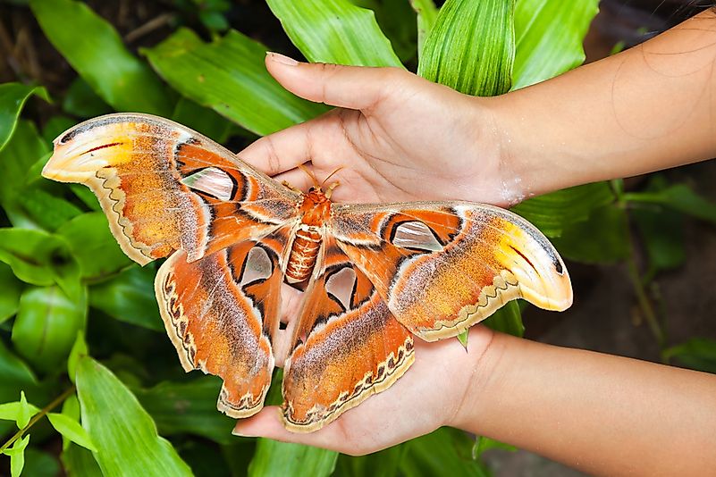 #3 Atlas moth