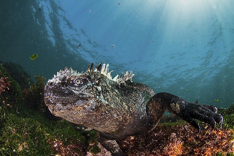 #5 Marine Iguana