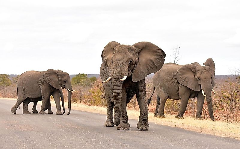 Elephants on road in Kruger National Park. Image credit: Leanne Helfrich/ Pixabay Elephants on road in Kruger National Park. Image credit: Leanne Helfrich/ Pixabay