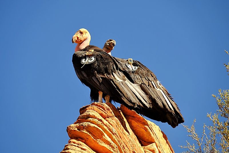#1 California Condor